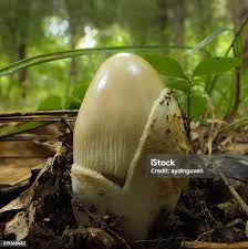 Attēlu rezultāti vaicājumam “Basidioradulum radula”