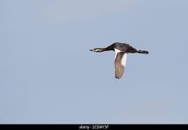 Attēlu rezultāti vaicājumam “Podiceps grisegena adult”