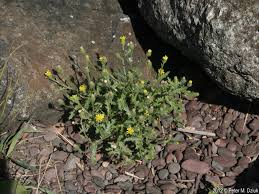 Attēlu rezultāti vaicājumam “Senecio viscosus flower”