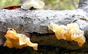 Attēlu rezultāti vaicājumam “Tremella mesenterica”