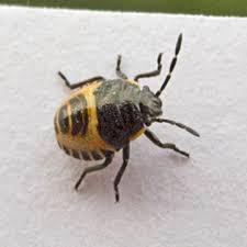 Attēlu rezultāti vaicājumam “Chlorochroa juniperina imago”