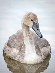 Attēlu rezultāti vaicājumam “Cygnus olor juvenile”