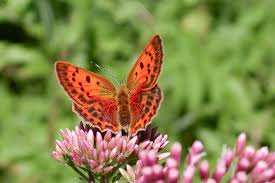 Attēlu rezultāti vaicājumam “Lycaena virgaureae”