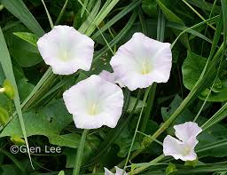 Attēlu rezultāti vaicājumam “Calystegia sepium flower”