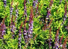 Attēlu rezultāti vaicājumam “Galega orientalis”