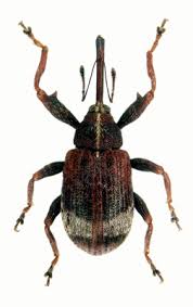 Attēlu rezultāti vaicājumam “Anthonomus phyllocola”