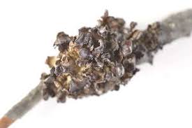 Attēlu rezultāti vaicājumam “Cetraria sepincola”