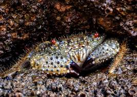 Image result for Eriphia verrucosa