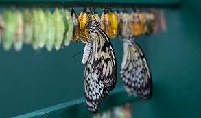 Attēlu rezultāti vaicājumam “nymph”