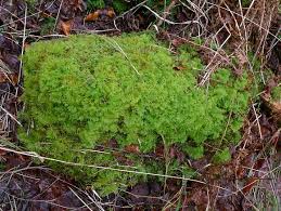 Attēlu rezultāti vaicājumam “Thuidium assimile”