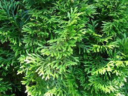 Attēlu rezultāti vaicājumam “Thuja occidentalis leaf”