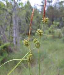 Attēlu rezultāti vaicājumam “Carex lepidocarpa”
