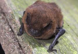 Attēlu rezultāti vaicājumam “Pipistrellus nathusii”