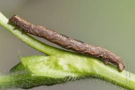 Attēlu rezultāti vaicājumam “Alcis repandata”