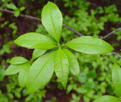 Attēlu rezultāti vaicājumam “Xylita laevigata”