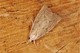 Attēlu rezultāti vaicājumam “Calamotropha paludella”