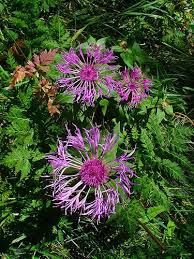 Attēlu rezultāti vaicājumam “Centaurea scabiosa bud”