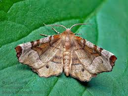 Attēlu rezultāti vaicājumam “Selenia tetralunaria”