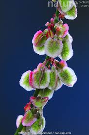Attēlu rezultāti vaicājumam “Rumex acetosa flower”