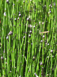 Attēlu rezultāti vaicājumam “Equisetum variegatum”