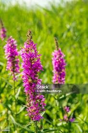 Image result for Lythrum salicaria