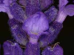 Attēlu rezultāti vaicājumam “Lavandula angustifolia flower”