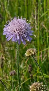 Attēlu rezultāti vaicājumam “Knautia arvensis leaf”