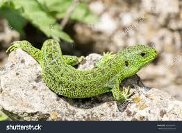 Attēlu rezultāti vaicājumam “Lacerta agilis”