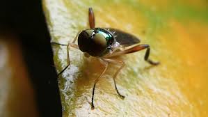 Attēlu rezultāti vaicājumam “Clitellaria ephippium”