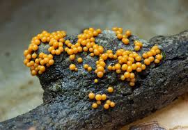 Attēlu rezultāti vaicājumam “Badhamia dubia macro”