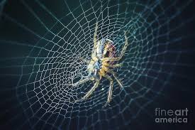 Attēlu rezultāti vaicājumam “Araneidae”