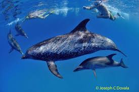 Image result for Durley Dolphin Diver