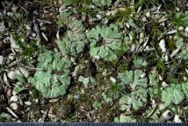 Attēlu rezultāti vaicājumam “Riccia bifurca”