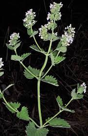 Image result for Nepeta cataria