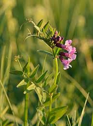 Image result for Wicke