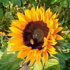 Image result for Sonnenblume
