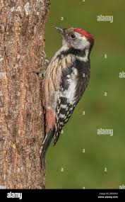 Attēlu rezultāti vaicājumam “Dendrocopos medius”