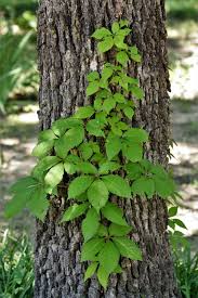 Attēlu rezultāti vaicājumam “Parthenocissus quinquefolia”