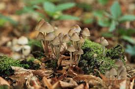 Attēlu rezultāti vaicājumam “Mycena filopes”