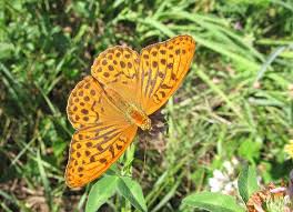 Attēlu rezultāti vaicājumam “Argynnis paphia pupa”