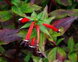 Image result for Cuphea ignea