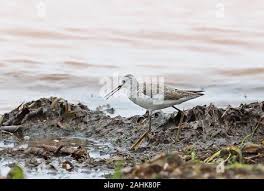 Attēlu rezultāti vaicājumam “Tringa stagnatilis adult”