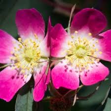 Attēlu rezultāti vaicājumam “Rosa glauca flower”