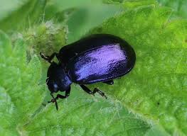 Attēlu rezultāti vaicājumam “Linaeidea aenea”