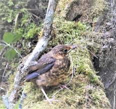 Attēlu rezultāti vaicājumam “Turdus philomelos juvenile”