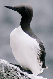 Image result for Uria aalge