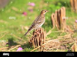 Image result for Anthus gustavi