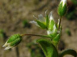 Attēlu rezultāti vaicājumam “Cerastium semidecandrum bud”