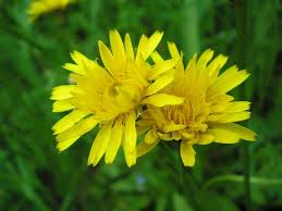 Attēlu rezultāti vaicājumam “Leontodon hispidus flower”