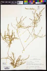 Attēlu rezultāti vaicājumam “Corispermum hyssopifolium fruit”